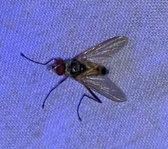 Cholomyia inaequipes