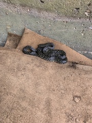 Lampropeltis holbrooki