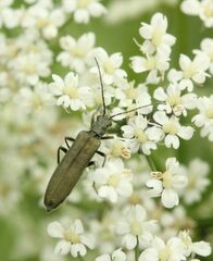 Oedemera virescens