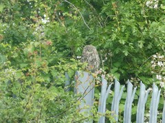 Athene noctua vidalii
