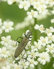 Oedemera virescens