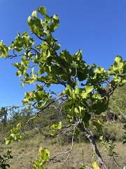 Curatella