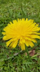Hypochaeris radicata