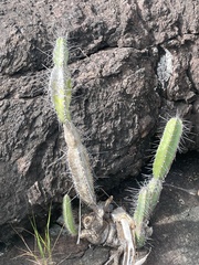Cereus hexagonus