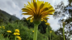 Hypochaeris radicata