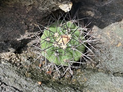 Melocactus neryi