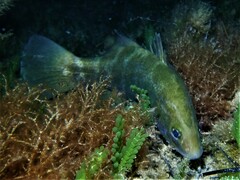 Psammoperca datnioides