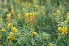 Crotalaria retusa