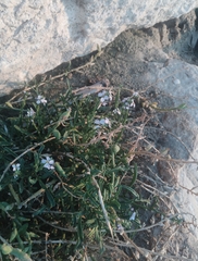 Cakile maritima