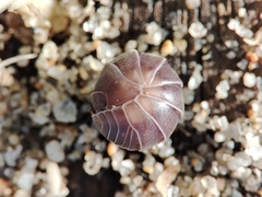 Eluma caelata