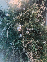 Cakile maritima