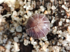 Eluma caelata