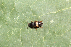 Carpophilus hemipterus