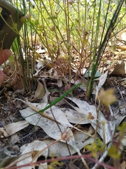 Phasmodes ranatriformis