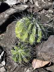 Melocactus neryi