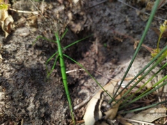 Phasmodes ranatriformis