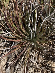 Hechtia texensis