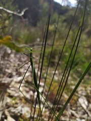 Phasmodes ranatriformis