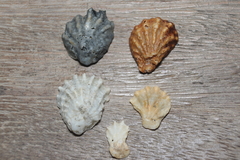 Plicatula gibbosa