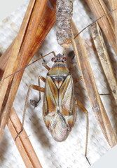 Pachypterna fieberi