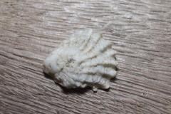 Plicatula gibbosa