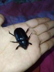 Eophileurus chinensis