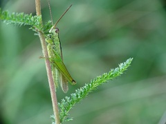 Mecostethus parapleurus