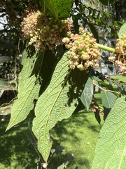 Phyllanthus salviifolius