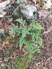 Asplenium adiantum-nigrum