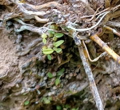 Bulbophyllum pygmaeum