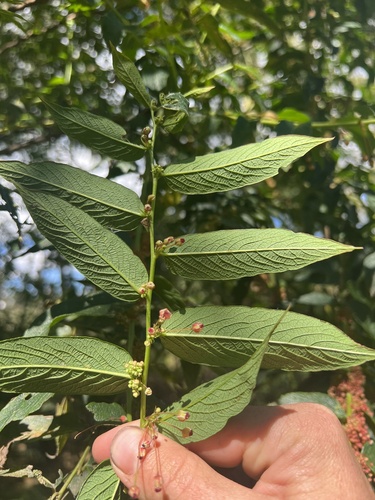 Phyllanthus salviifolius, photograph 6