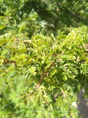 Vachellia robusta