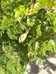 Vachellia robusta