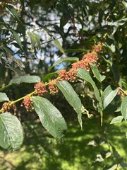 Phyllanthus salviifolius