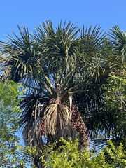 Mauritia flexuosa