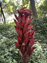Stenorrhynchos albidomaculatum