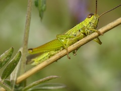 Mecostethus parapleurus