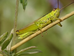 Mecostethus parapleurus