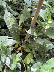 Stenorrhynchos albidomaculatum