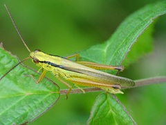 Mecostethus parapleurus