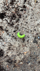 Phlogophora meticulosa