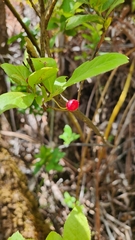 Vaccinium calycinum