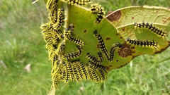 Leucanella viridescens