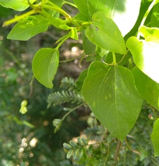 Pentarrhinum insipidum
