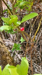Vaccinium calycinum