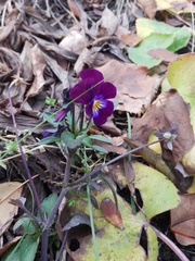 Viola × wittrockiana
