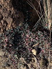 Euphorbia cinerascens