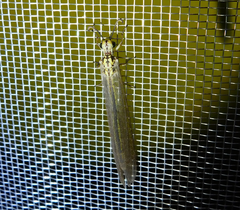 Myrmecaelurus trigrammus