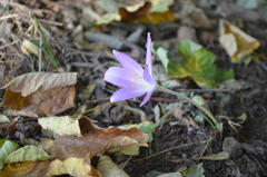 Colchicum boissieri