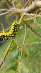 Leucanella viridescens
